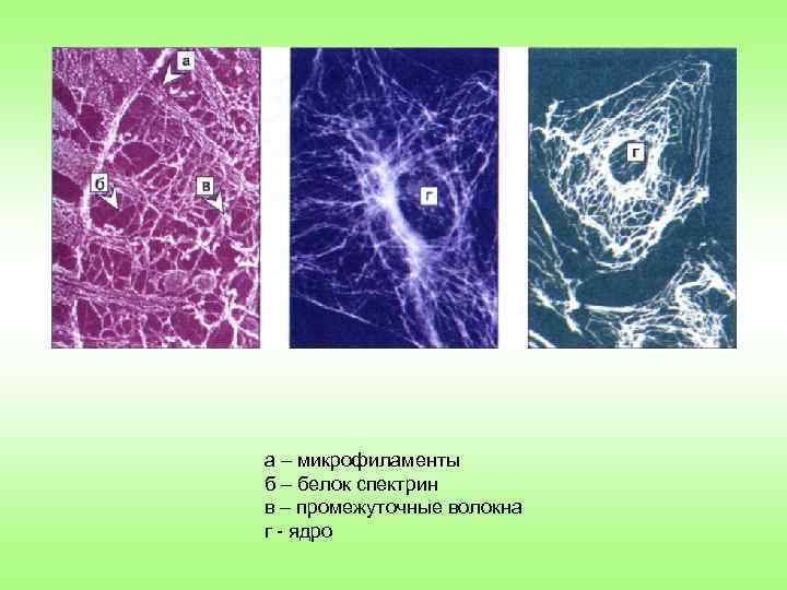 а – микрофиламенты б – белок спектрин в – промежуточные волокна г ядро 