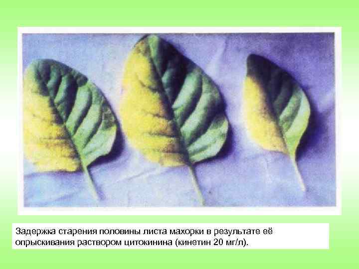 Задержка старения половины листа махорки в результате её опрыскивания раствором цитокинина (кинетин 20 мг/л).