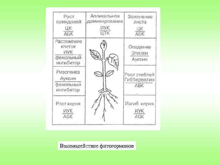 Взаимодействие фитогормонов 