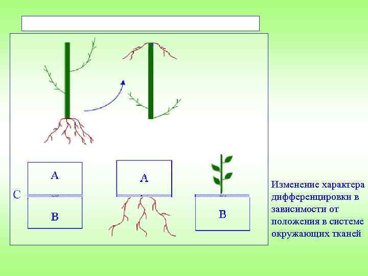 Изменение характера дифференцировки в зависимости от положения в системе окружающих тканей 