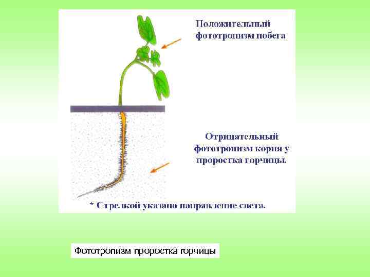 Фототропизм проростка горчицы 