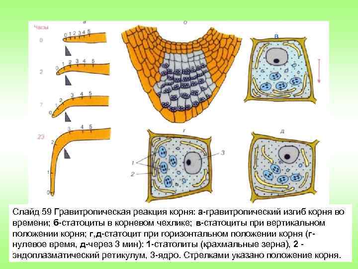 Слайд 59 Гравитропическая реакция корня: а гравитропический изгиб корня во времени; б статоциты в