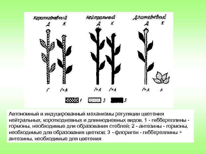 Автономный и индуцированный механизмы регуляции цветения нейтральных, короткодневных и длиннодневных видов. 1 гиббереллины гормоны,