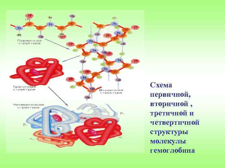 Схемы первичной и вторичной сукцессии