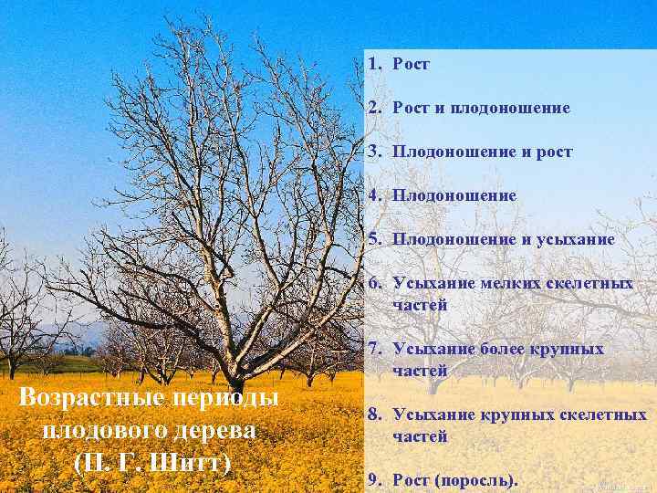 1. Рост 2. Рост и плодоношение 3. Плодоношение и рост 4. Плодоношение 5. Плодоношение