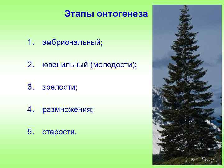 Этапы онтогенеза 1. эмбриональный; 2. ювенильный (молодости); 3. зрелости; 4. размножения; 5. старости. 
