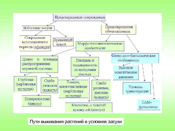 Пути выживания растений в условиях засухи 