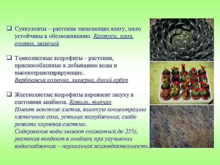 q Суккуленты – растения запасающие влагу, мало устойчивы к обезвоживанию. Кактусы, алоэ, очиток, молочай