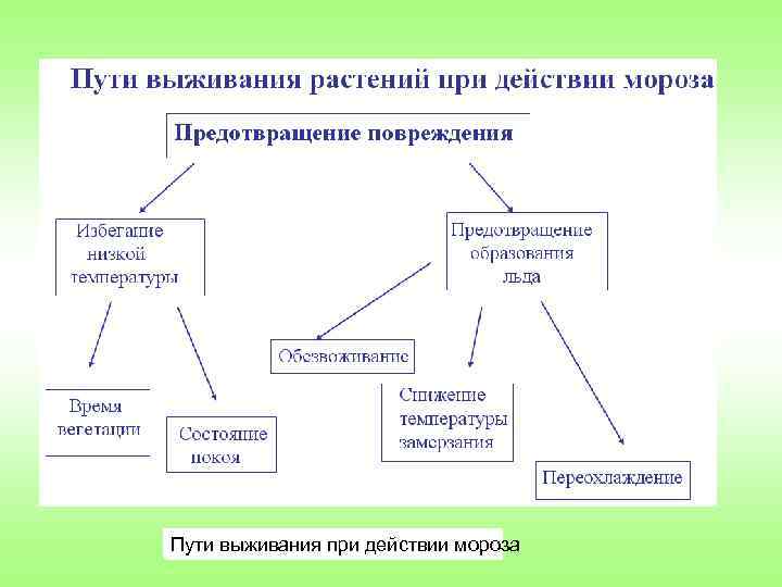 Пути выживания при действии мороза 