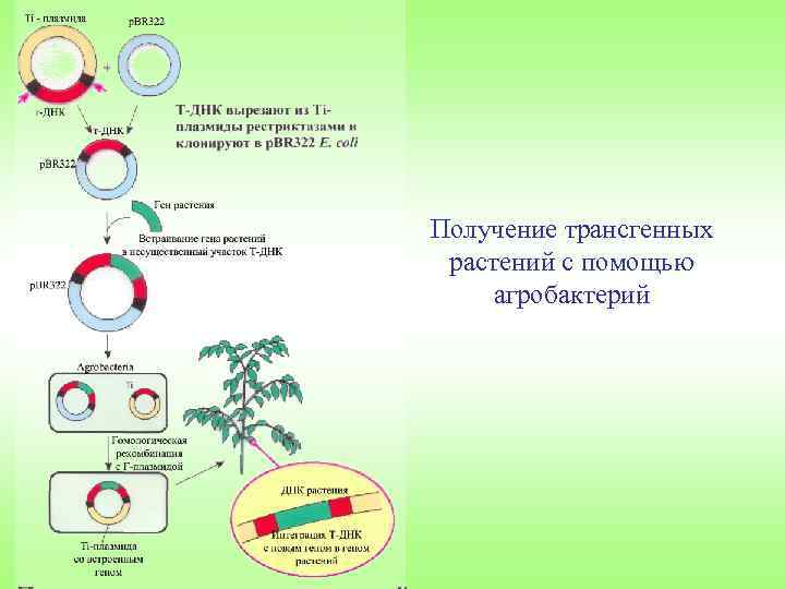 Клонирование в растения с помощью агробактерий схема клонирования