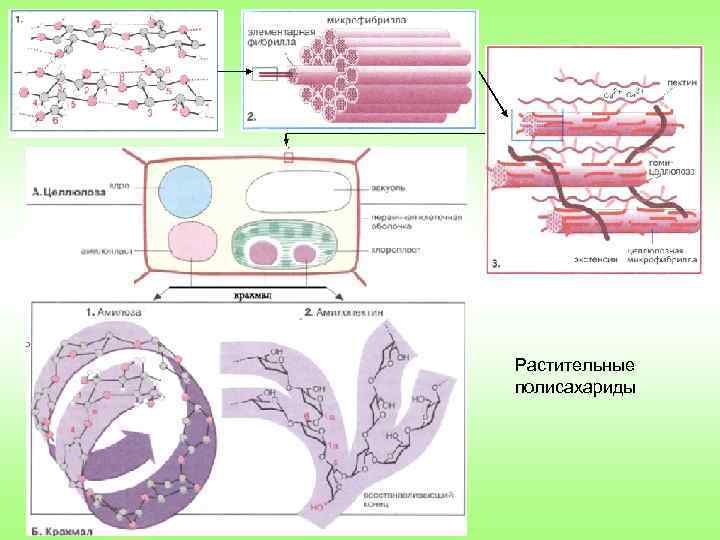 Растительные полисахариды 