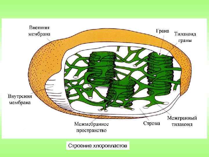 Хлоропласт рисунок егэ