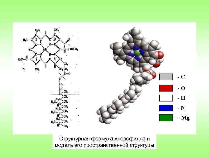 Структурная формула хлорофилла и модель его пространственной структуры 