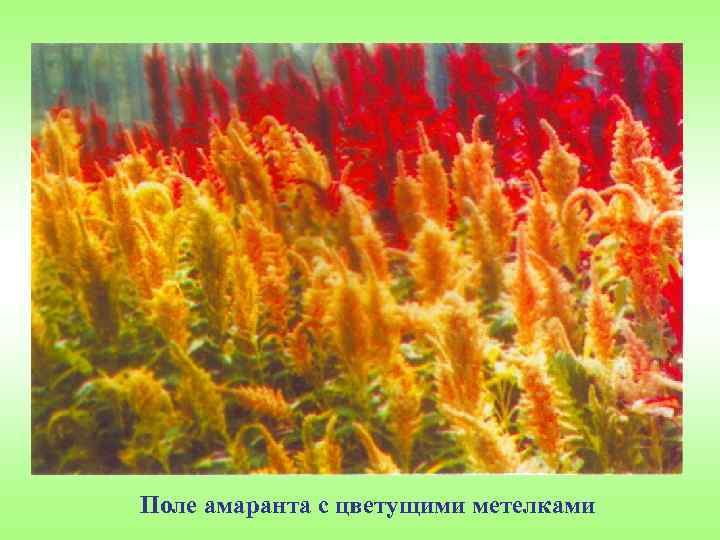 Поле амаранта с цветущими метелками 