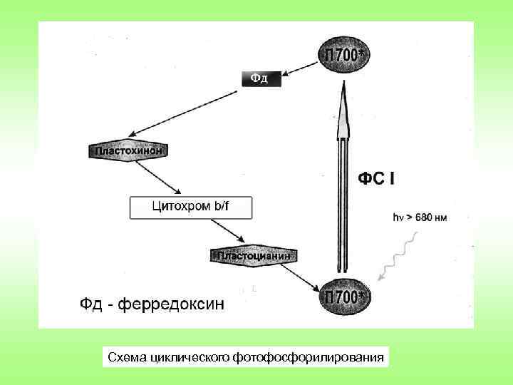 Схема циклического фотофосфорилирования 