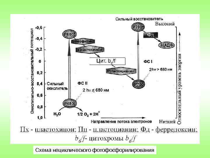 Схема нециклического фотофосфорилирования 