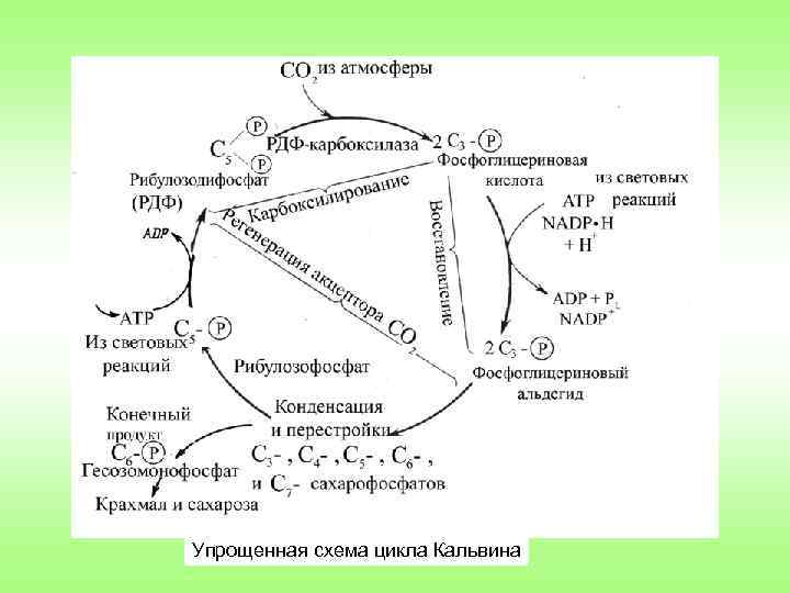 Упрощенная схема цикла Кальвина 