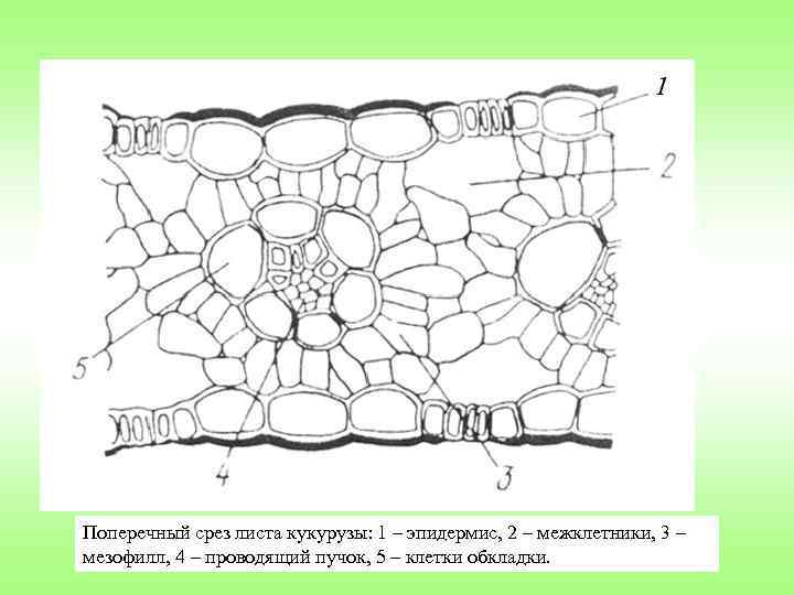 Поперечный срез листа кукурузы: 1 – эпидермис, 2 – межклетники, 3 – мезофилл, 4