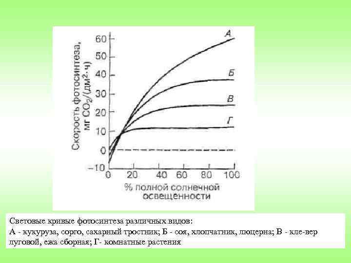 Световые кривые фотосинтеза различных видов: А кукуруза, сорго, сахарный тростник; Б соя, хлопчатник, люцерна;