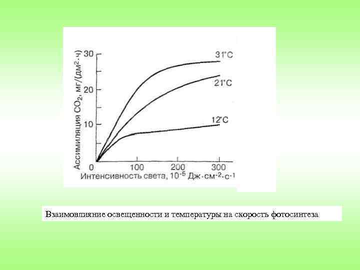 Взаимовлияние освещенности и температуры на скорость фотосинтеза 