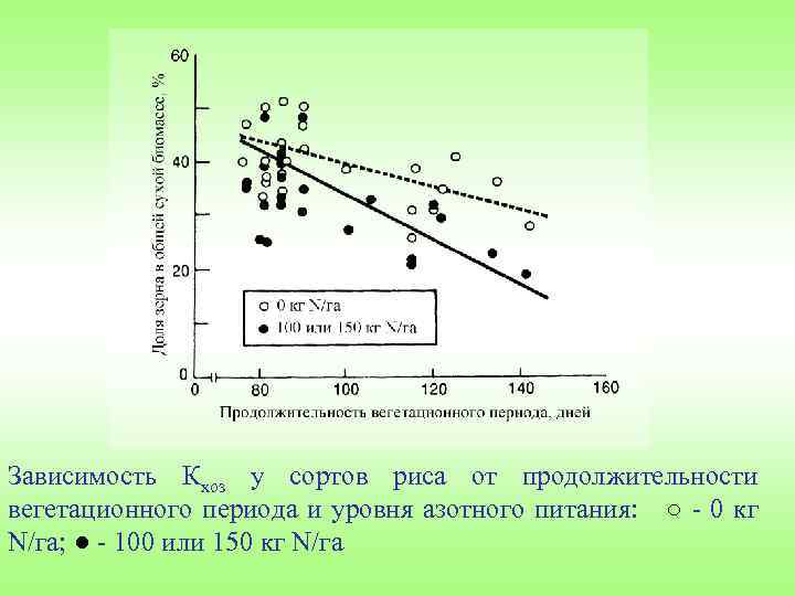 Зависимость Кхоз у сортов риса от продолжительности вегетационного периода и уровня азотного питания: ○