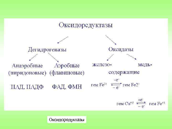 Оксидоредуктазы 