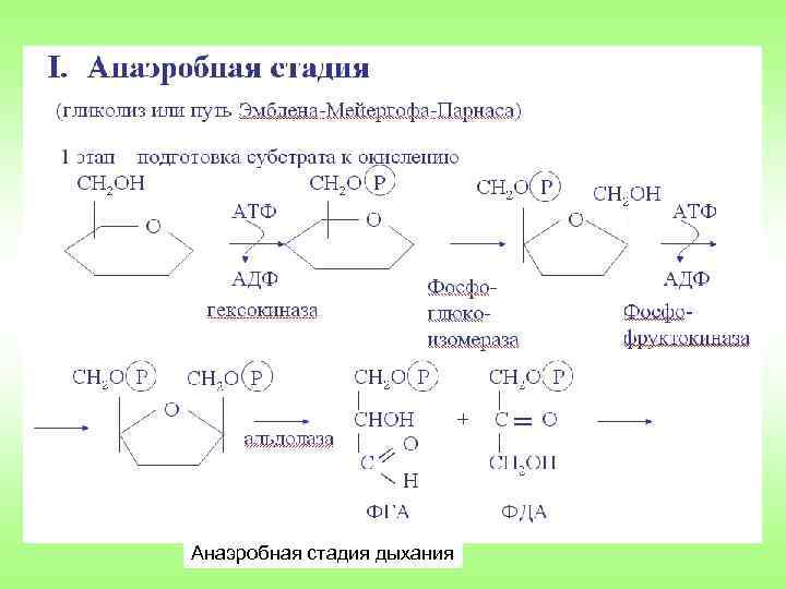 Анаэробная стадия дыхания 