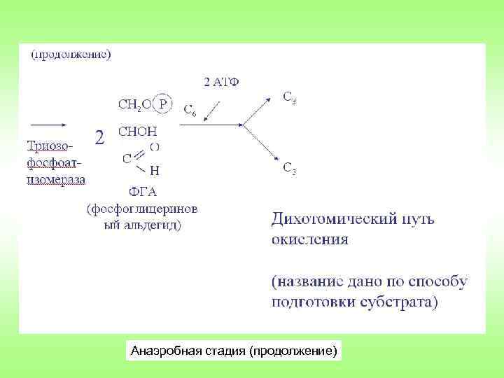 Анаэробная стадия (продолжение) 