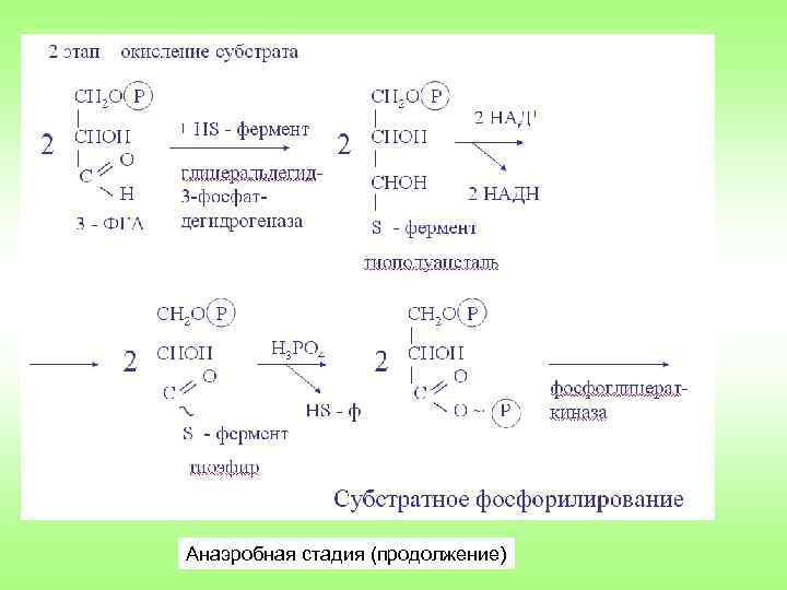Анаэробная стадия (продолжение) 