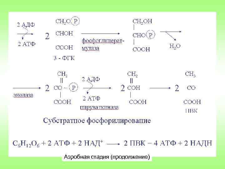 Аэробная стадия (продолжение) 