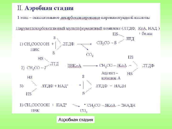 Аэробная стадия 