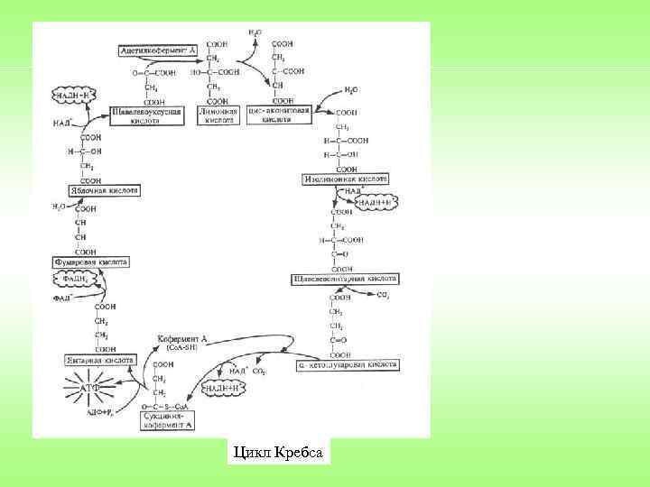 Цикл Кребса 