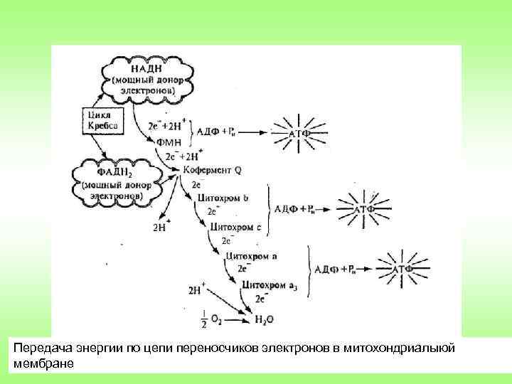 Передача энергии по цепи переносчиков электронов в митохондриалыюй мембране 