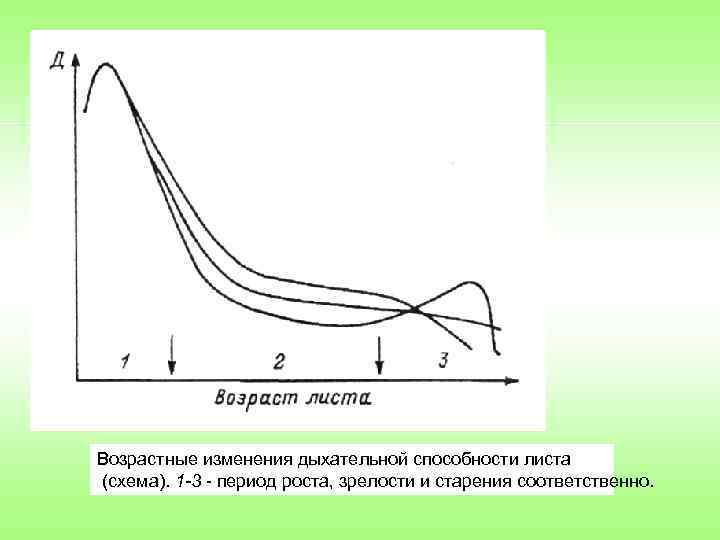 Возрастные изменения дыхательной способности листа (схема). 1 -3 период роста, зрелости и старения соответственно.