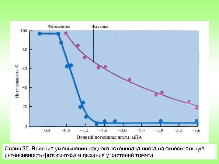 Слайд 30. Влияние уменьшения водного потенциала листа на относительную интенсивность фотосинтеза и дыхания у