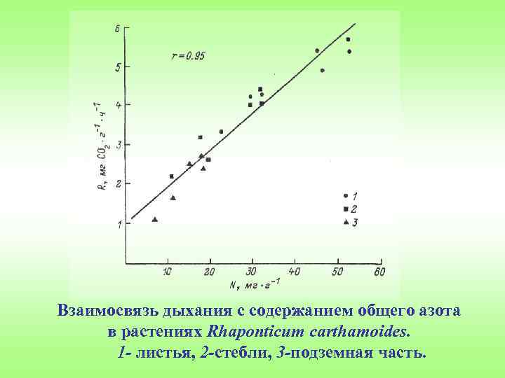 Взаимосвязь дыхания с содержанием общего азота в растениях Rhaponticum carthamoides. 1 - листья, 2