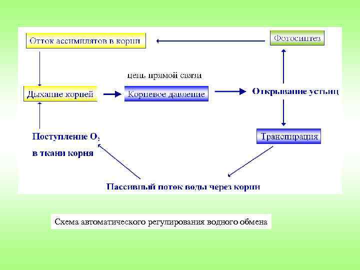 Схема автоматического регулирования водного обмена 