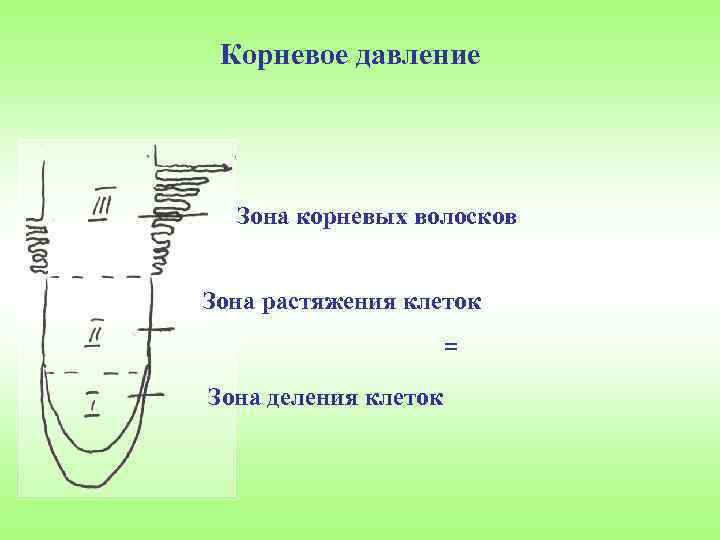 Корневое давление Зона корневых волосков Зона растяжения клеток Зона деления клеток 