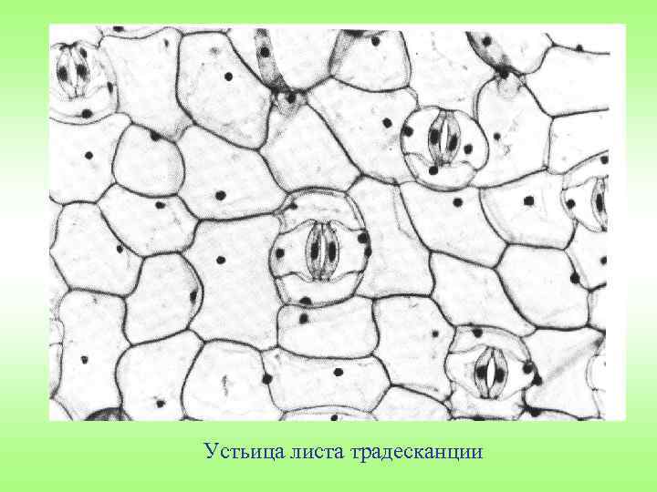 Устьица листа традесканции 