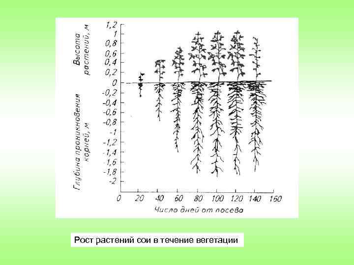 Рост растений сои в течение вегетации 