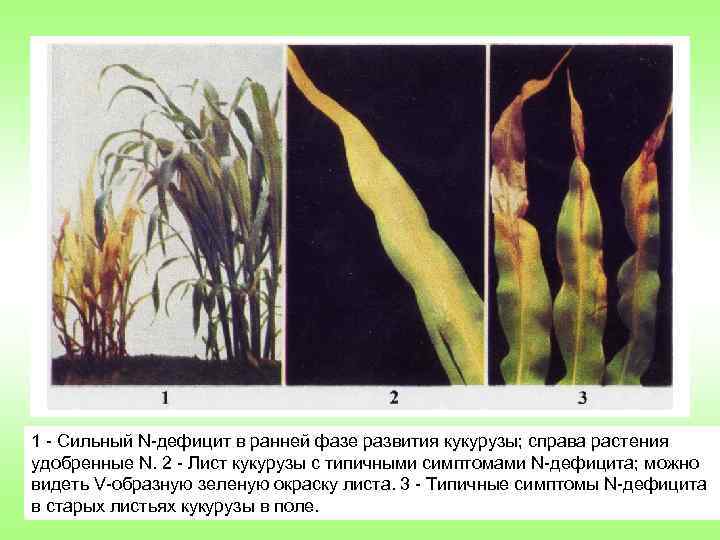 1 Сильный N дефицит в ранней фазе развития кукурузы; справа растения удобренные N. 2