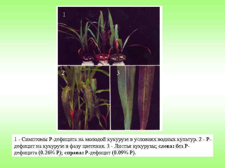 1 Симптомы Р дефицита на молодой кукурузе в условиях водных культур. 2 Р дефицит