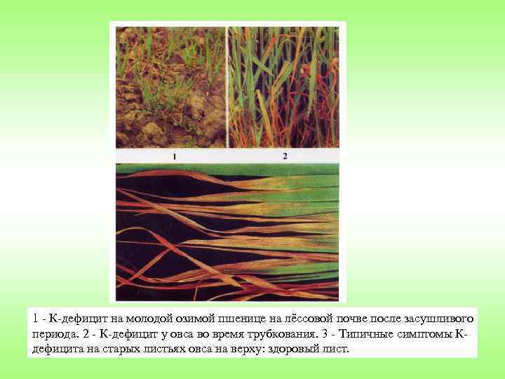 1 К дефицит на молодой озимой пшенице на лёссовой почве после засушливого периода. 2