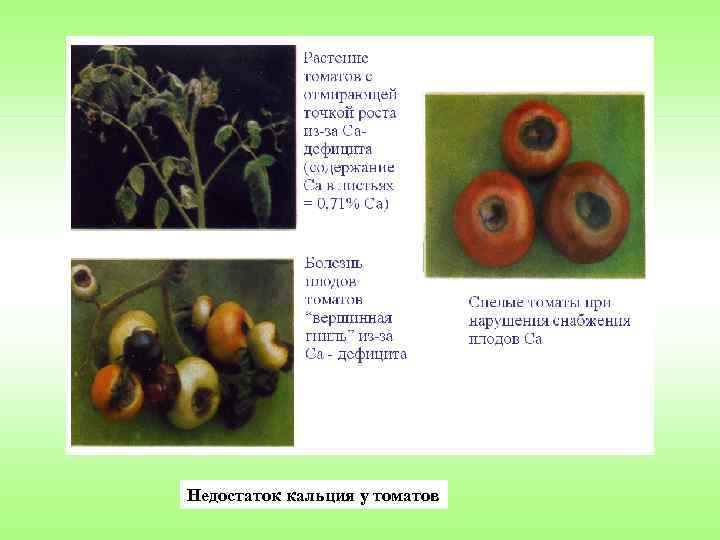 Недостаток кальция у томатов 