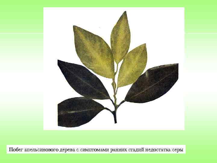 Побег апельсинового дерева с симптомами ранних стадий недостатка серы 