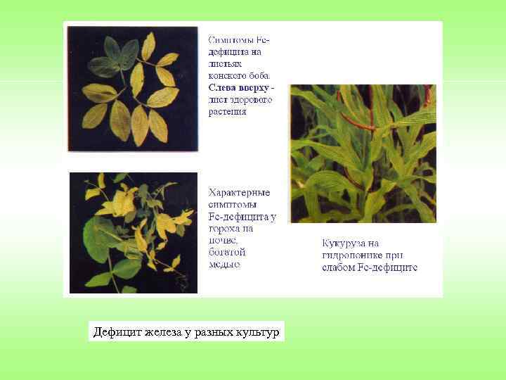 Дефицит железа у разных культур 