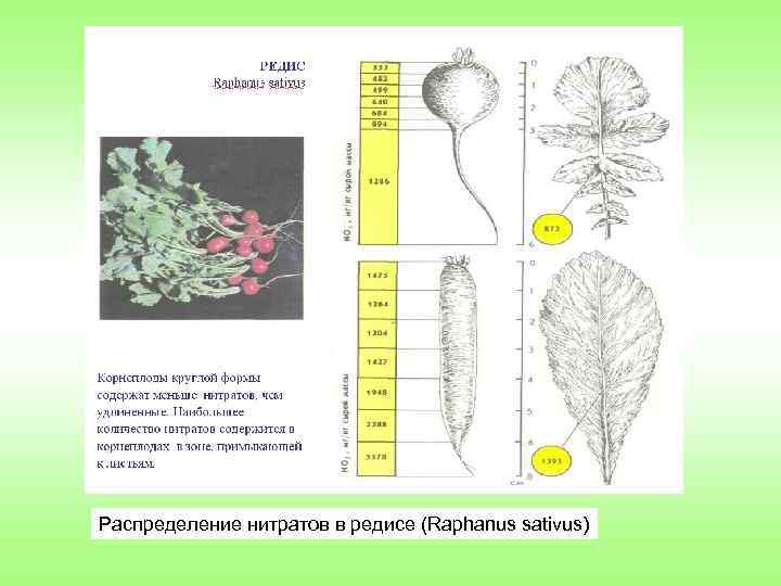 Распределение нитратов в редисе (Raphanus sativus) 