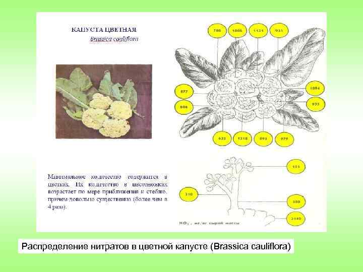 Распределение нитратов в цветной капусте (Brassica cauliflora) 