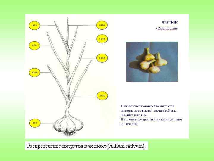 Распределение нитратов в чесноке (Allium sativum). 