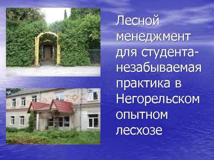 Лесной менеджмент для студентанезабываемая практика в Негорельском опытном лесхозе 